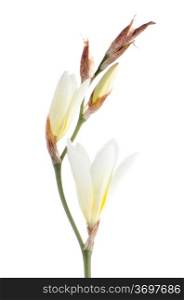 Beautiful white freesia flowers isolated on white background