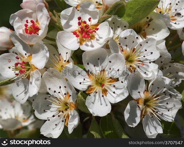 beautiful white fruit blossom in the spring