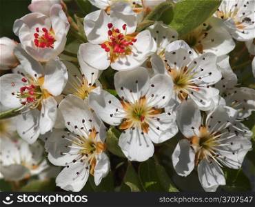 beautiful white fruit blossom in the spring