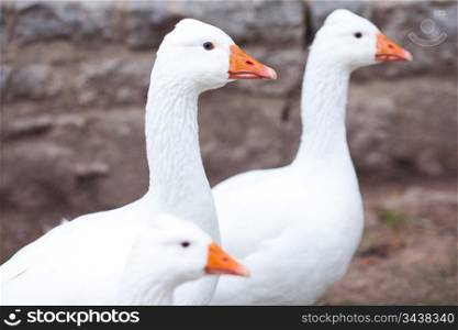 beautiful white geese in nature
