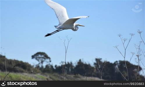 Beautiful white heron flying with wings extended.