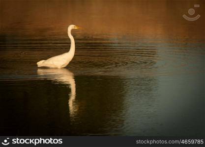 Beautiful white heron in the middle of a pond in Extremadura