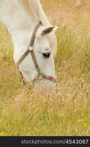 Beautiful white horse grazing in a field full of yellow flowers