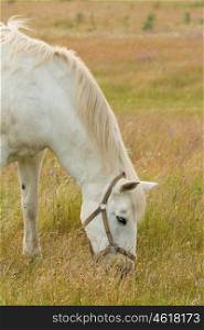 Beautiful white horse grazing in a field full of yellow flowers