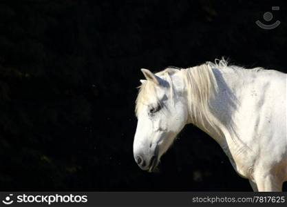 beautiful white horse in the morning light