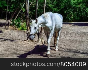 beautiful white horse walks among the trees