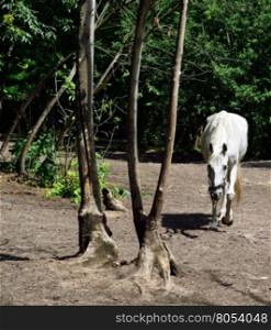 beautiful white horse walks among the trees