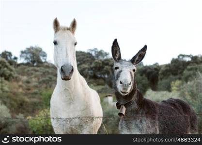 Beautiful white horse with a gray donkey with big ears in the field