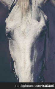 Beautiful white horse with long mane portrait