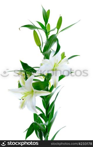Beautiful white lily flowers. isolated on white background