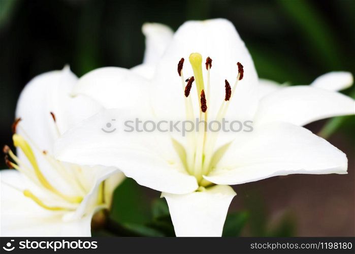 Beautiful white lily flowers on a background of green leaves outdoors. Shallow depth of field. Selective focus. Beautiful white lily flowers on a background of green leaves outdoors. Shallow depth of field. Selective focus.