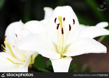 Beautiful white lily flowers on a background of green leaves outdoors. Shallow depth of field. Selective focus. Beautiful white lily flowers on a background of green leaves outdoors. Shallow depth of field. Selective focus.