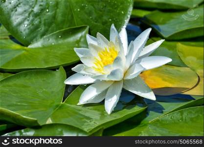 Beautiful White lily on the lake among green leaves