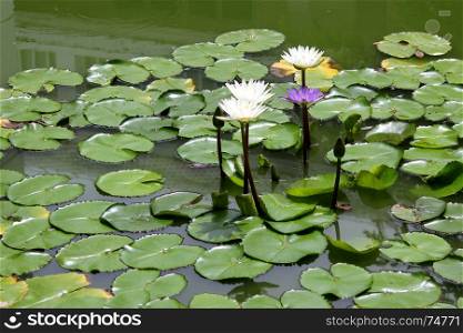 beautiful white lotus flower in the pond
