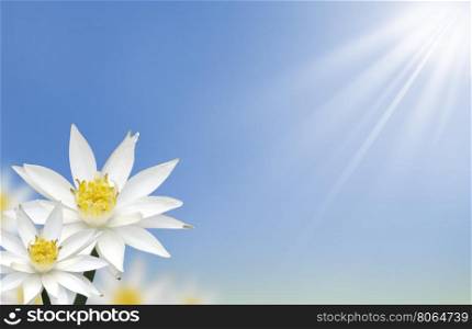 Beautiful white lotus flower with natural background