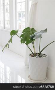 Beautiful White Mable With Green Plant On Top, stock photo