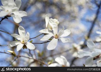 Beautiful white magnolia tree in spring blossom