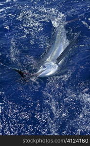 Beautiful white marlin real bill fish on atlantic water sport fishing