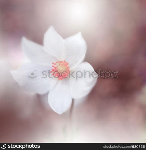 Beautiful White Nature Background.Macro Shot of Amazing Spring Magic Anemone Flowers.Border Art Design.Magic light.Extreme close up Photography.Conceptual Abstract Image.Fantasy Floral Art.Creative Artistic Wallpaper.Web Banner.