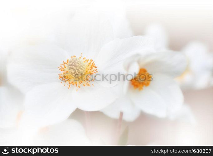 Beautiful White Nature Background.Macro Shot of Amazing Spring Magic Anemone Flowers.Border Art Design.Magic light.Extreme close up Photography.Conceptual Abstract Image.Fantasy Floral Art.Creative Artistic Wallpaper.Web Banner.