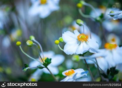 Beautiful white orange flowers in spring, blurry background