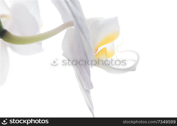 Beautiful White Orchid Flower around white background. extrime macro shot 