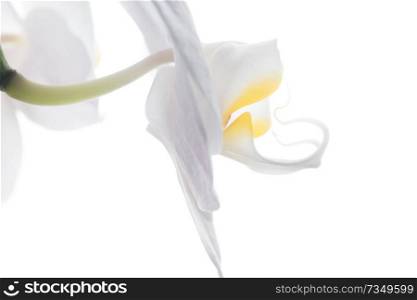 Beautiful White Orchid Flower around white background. extrime macro shot 