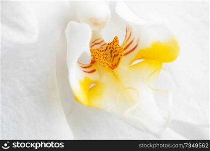 Beautiful White Orchid Flower. extrime macro shot 