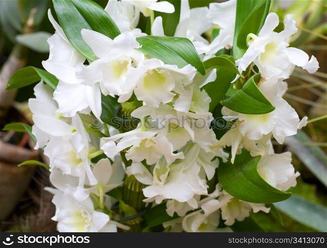 beautiful white orchid flowers cluster (macro)