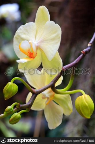 beautiful white orchid flowers. Composite macro photo with considerable depth of sharpness.