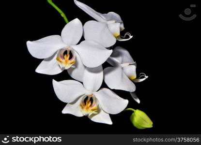 Beautiful white orchid on black blackground, Phalaenopsis amabilis, butterfly orchid