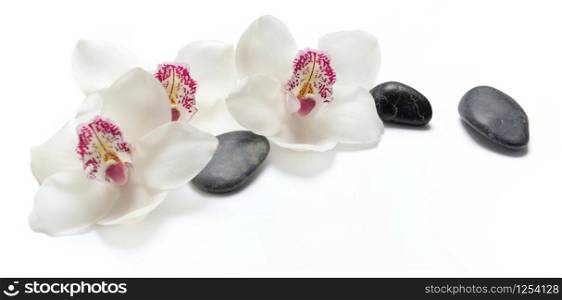 beautiful white orchids isolated on white background with black pebbles. beautiful white orchids isolated on white background with black pebbles