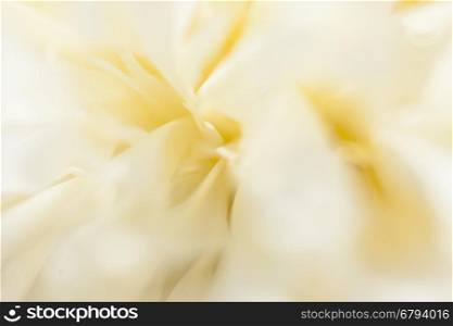 Beautiful white peonies in the garden. Smooth white peony flowers on a white background