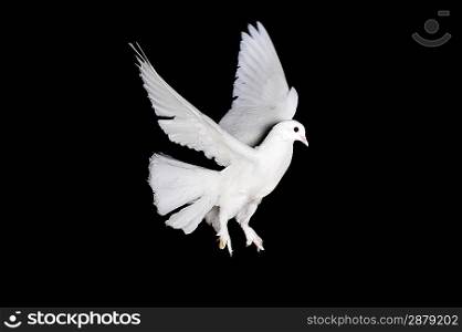 Beautiful white pigeon and female hand close up
