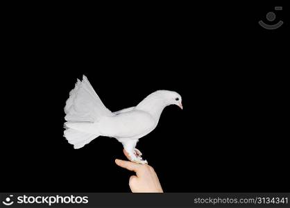 Beautiful white pigeon and female hand close up