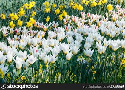 Beautiful white-red-yellow tulips and narcissus (nature spring background).