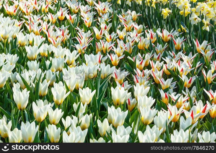 Beautiful white-red-yellow tulips and narcissus (nature spring background).