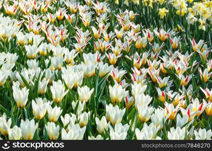 Beautiful white-red-yellow tulips and narcissus (nature spring background).