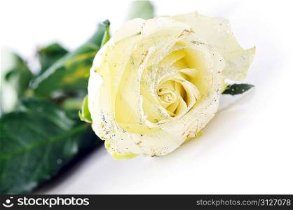 beautiful white rose isolated close up