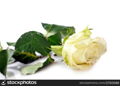 beautiful white rose isolated close up