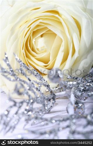 beautiful white rose macro closeup