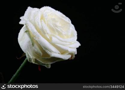 beautiful white rose macro closeup