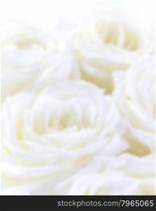 Beautiful white roses can use as wedding background. Soft focus. In blur style