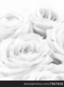 Beautiful white roses can use as wedding background. Soft focus. Toned in black and white. In blur style