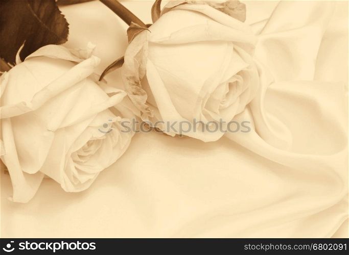 Beautiful white roses on white silk can use as wedding background. In Sepia toned. Retro style