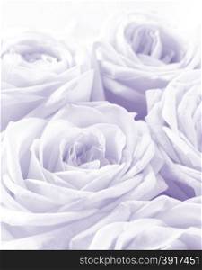 Beautiful white roses toned can use as wedding background. Soft focus.