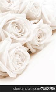 Beautiful white roses toned in sepia as wedding background. Soft focus.