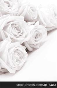Beautiful white roses toned in sepia can use as wedding background. Soft focus. Retro style