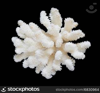 Beautiful white sea coral isolated on a black background