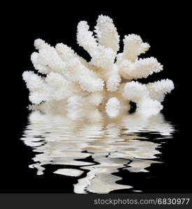 Beautiful white sea coral isolated on a black background reflected in a water surface with small waves